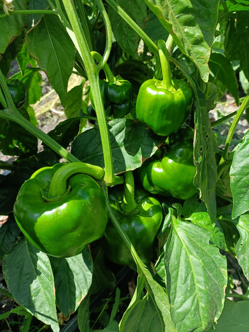 rickykibet1's tweet image. Capsicum ready for dispatch 🙏
#YoungFamousAfrican 
#Ukraine 
#farmingtech