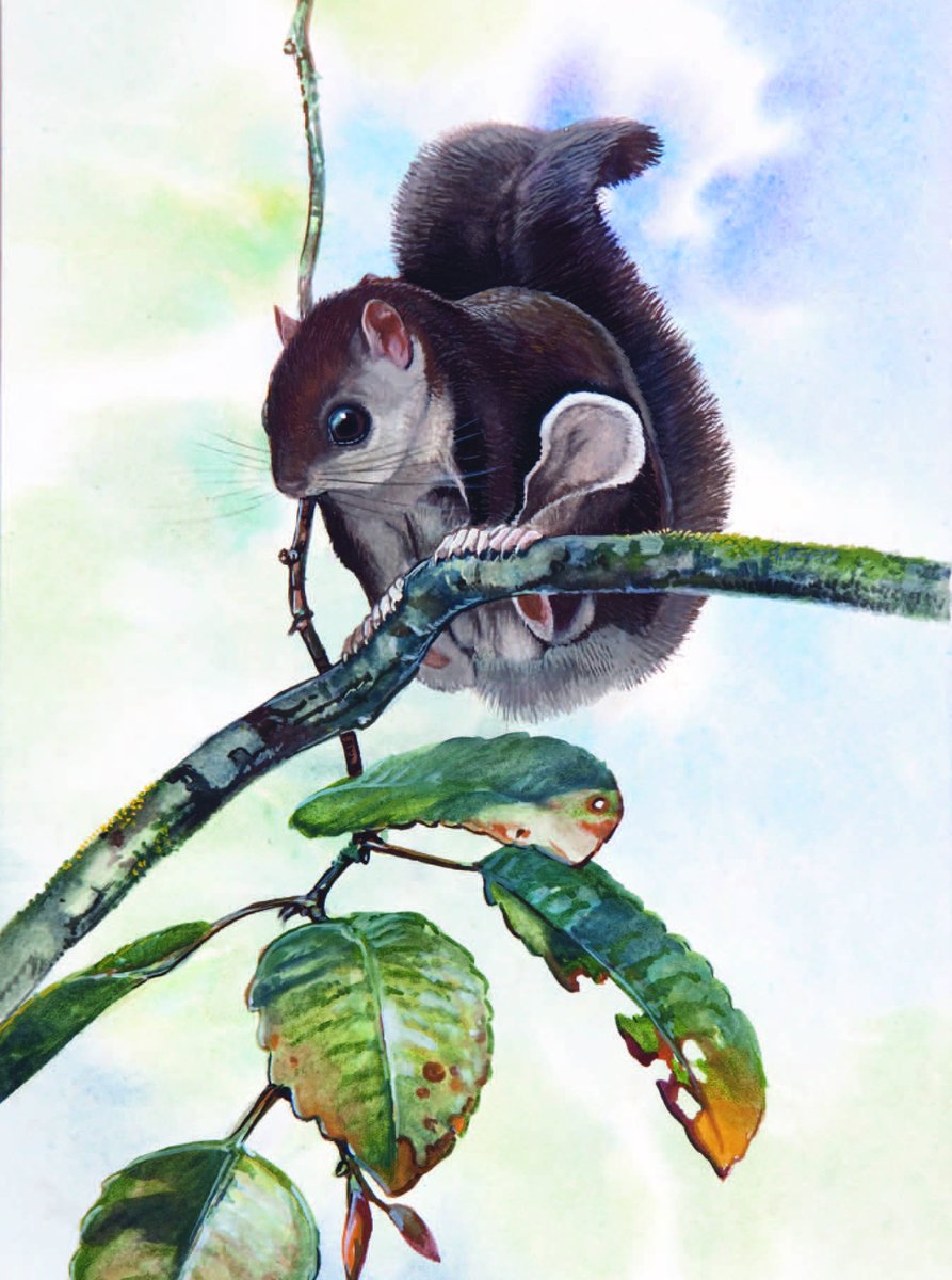 Sipora Flying Squirrels are extraordinary gliding mammals that fly through the canopies of Sipora Island in #Sumatra #Indonesia. They are endangered by #deforestation from #agriculture. Support this forgotten animal with a #Boycott4Wildlife palmoildetectives.com/2021/02/05/sip…