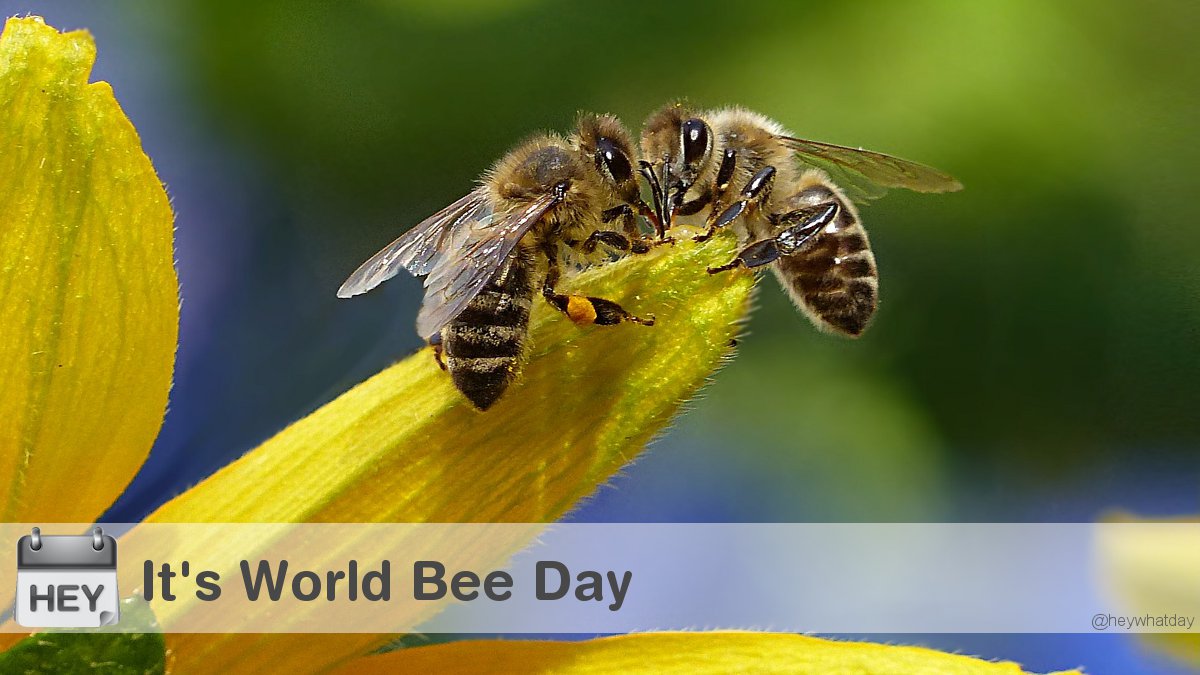 HeyWhatDay's tweet photo. It's World Bee Day! 
#WorldBeeDay #BeeDay #Buzz https://t.co/QdiBsIKQVK