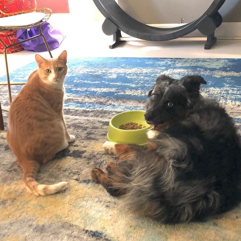 Caitec_inc's tweet photo. Negotiations are under way about the kibble distribution. 🤔 #Caitec 

[via Instagram | @thefurmily] https://t.co/vGcWmgJvTd https://t.co/eYKUxyFFJU