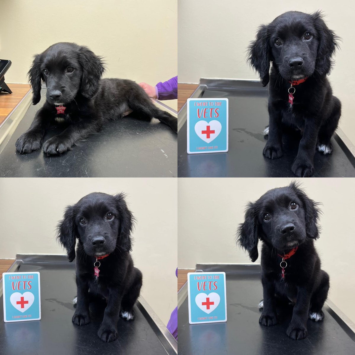 Gorgeous Grady visited for his vaccinations and health check 🩺

The team couldn't help spoiling this adorable little guy with treats and cuddles 🥰

As he's a member of our Complete Wellness Plan, we'll see him frequently as he grows 🐶

#dogs #puppies