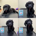 Photo by White Cross Vets (@WhiteCrossVets)