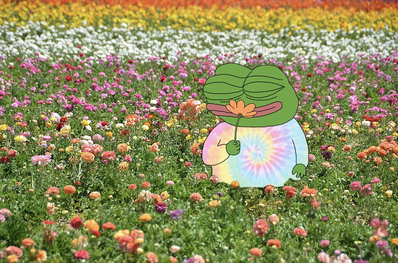 always take time to smell the flowers along the way $PEPE