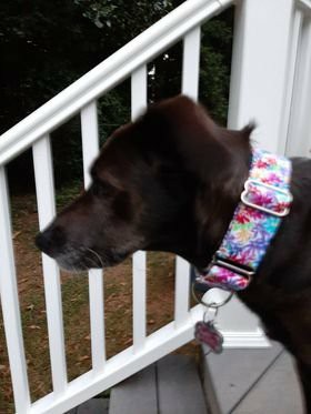Lily in her latest classy collar, 'Summer Flowers!'
wesewclassycollars.com 
Send us a PM for info!

#rescuedogs #adoptdontshop #todaypets #topdogphoto #bestwoof #mydogiscutest #dogsofinsta #petsofinsta #handmade #madeinusa
