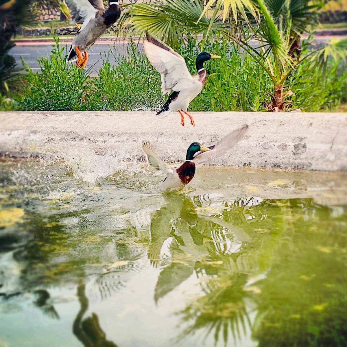HotelAlexandre3's tweet photo. Canes.
#cannes #canes #festivaldecannes #ducks #cotedazurfrance #cannesfilmfestival #cannes2023 #onatousbesoindusud #rubberducky #flyducksfly #seeyousoon https://t.co/eQJ50CRf4J