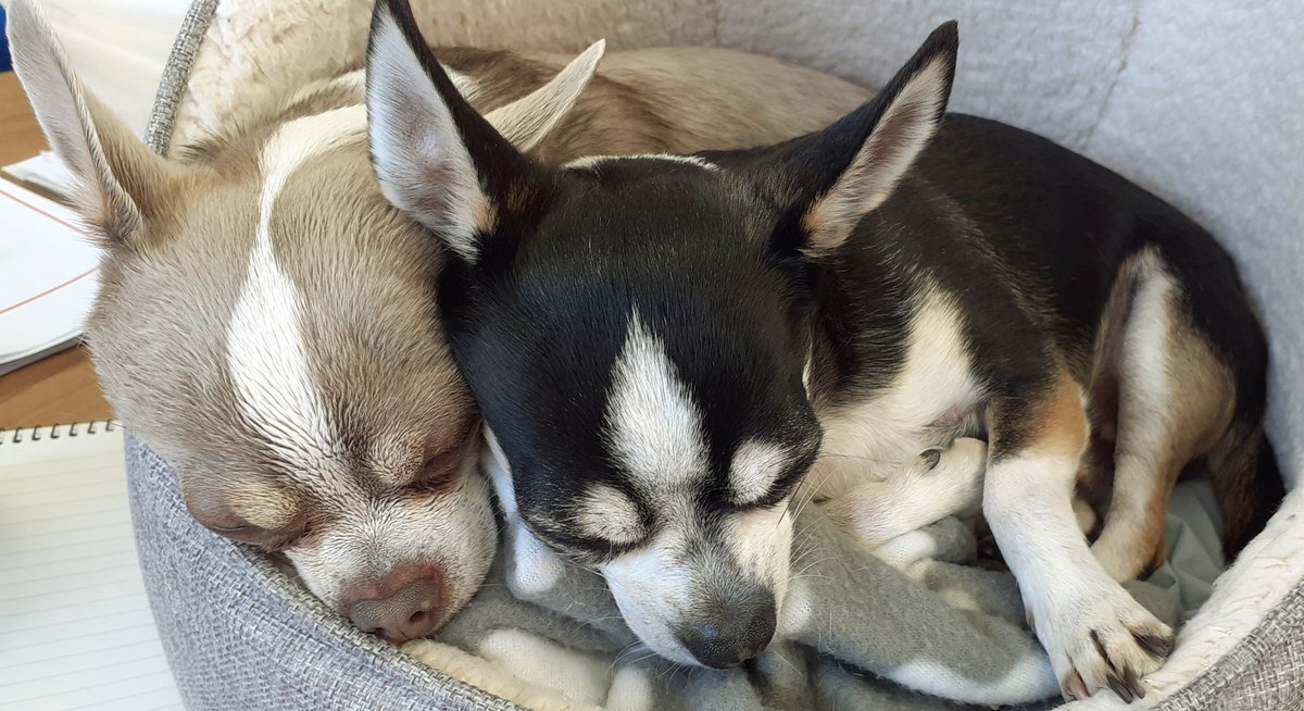 Saturday snuggle with my brufur 🐶 ❤ #dogsoftwitter #ZSHQ #saturda