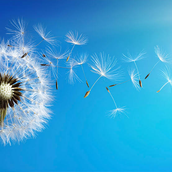 a kaf Of tea tweet media