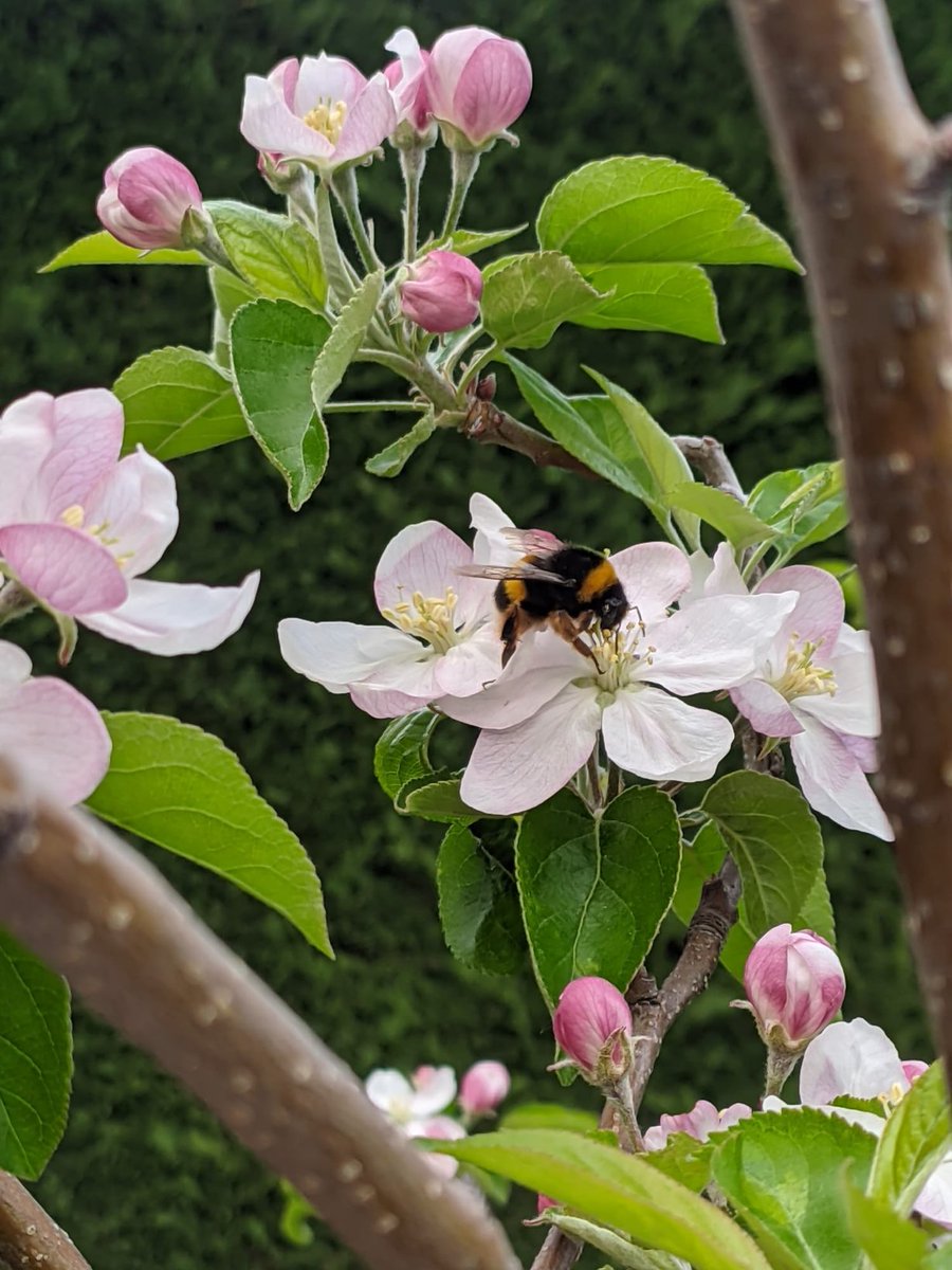 #WorldBeeDay 
Las abejas 🐝 y otros polinizadores son esenciales para la salud del planeta 🌍
#SaveTheBees
