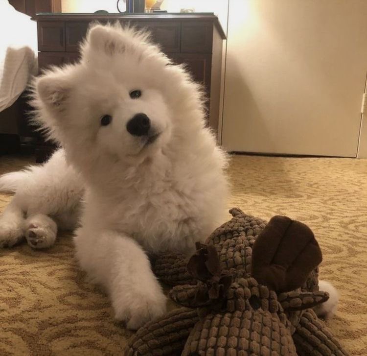 puppynonojung's tweet photo. แล้วรูปเต็มๆๆน้องซามอยตัวนี้ที่เจโน่ถ่ายด้วย น่ารักมากㅠㅠ https://t.co/EMCdYBsPUd
