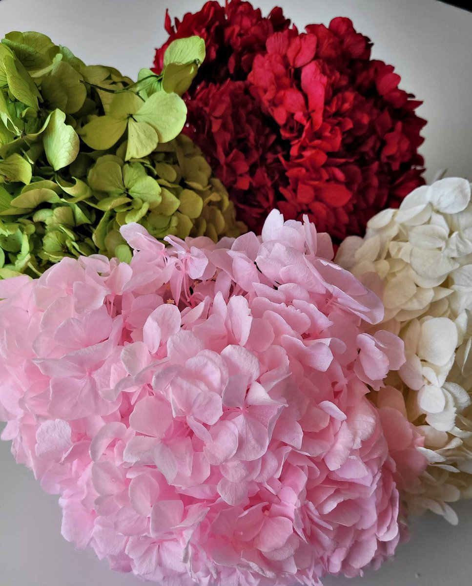 endlessblossoms's tweet photo. Preserved Hydrangea heads in four colors https://t.co/rnuYVeJn0W #weddingflowers #yearlongflowers #preservedflower #foreverrose #preservedroses #foreverroses #eternalroses #hydrangeas #preservedhydrangeas #largepreservedflfower #whitehydrangea #pinkhydrangea https://t.co/7tZ1UDS70b