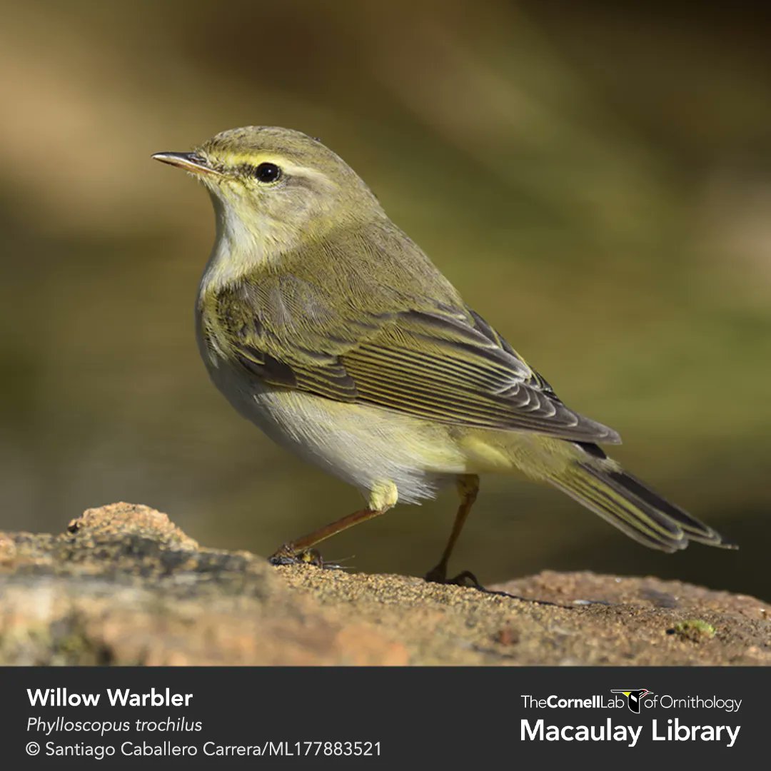 Chiffchaffs and Willow Warblers can be tricky to visually tell apart. But even though they look alike, these two species have distinctly different songs - and Merlin Bird ID can help you identify them! Find out who’s singing: hubs.la/Q01QzZCj0