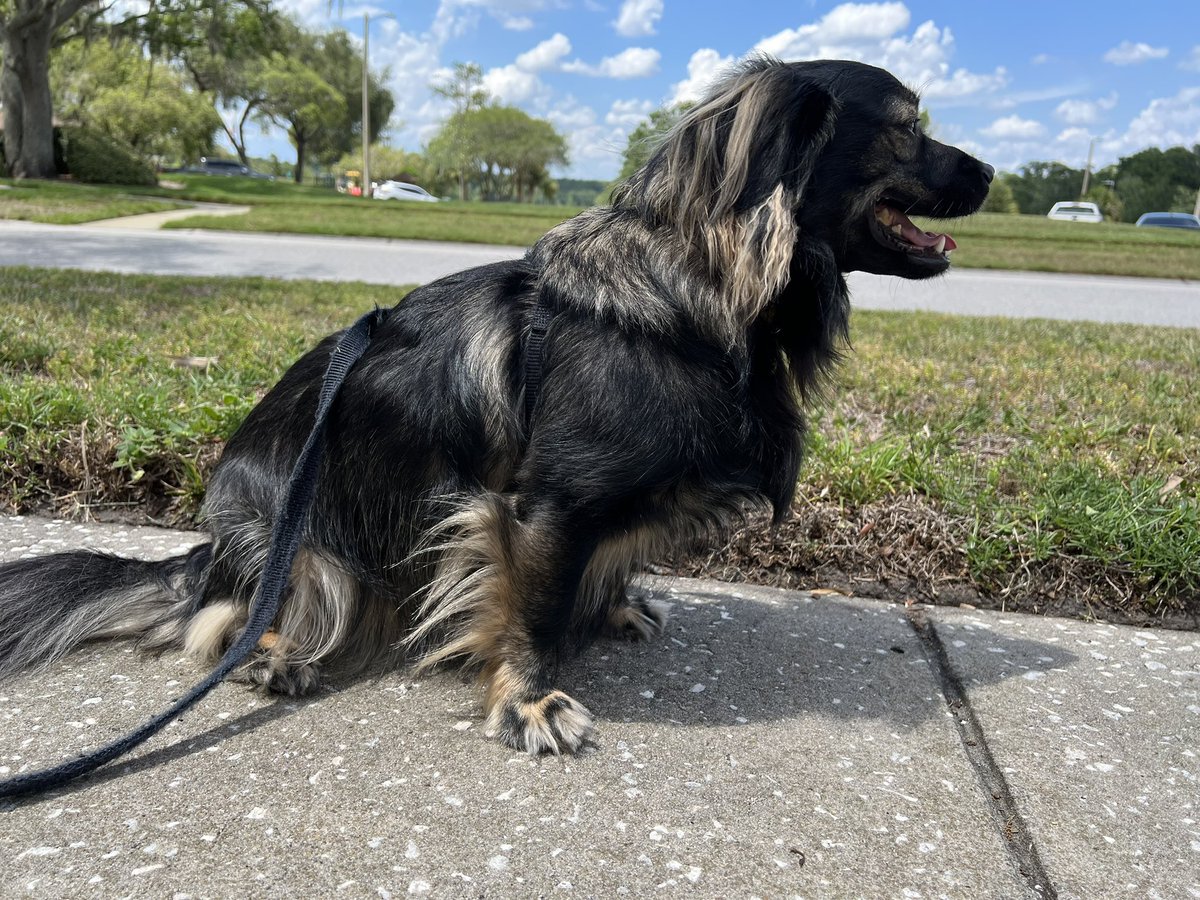 BotFodder's tweet image. I just had a total stranger stop her car and tell, “He is so beautiful!”

Yes.  Yes he is.