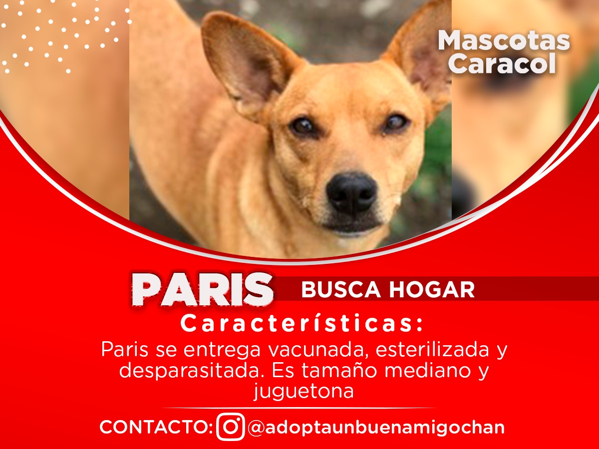 Nube y Paris buscan hogar.