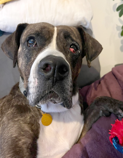 AdoptionsUk's tweet photo. Please retweet to help Roxy find a home #KENT #UK     

Aged 8, Mastiff Cross. Sadly her owner passed away, then she went to a Welsh pound then to Kent. 
She has had an op on her eye and has 40-60% vision.  
She loves cuddles 💔  

DETAILS or APPLY 👇 
https://t.co/isJIm3dPz0 https://t.co/sBfEpQBn9G