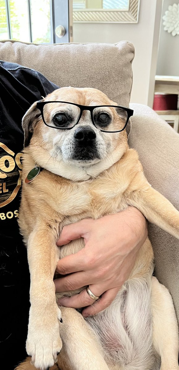 BitcoinSLO's tweet image. The professor of cryptogains is studying the charts. #puglife #puggle  #xendoge @xendogetoken