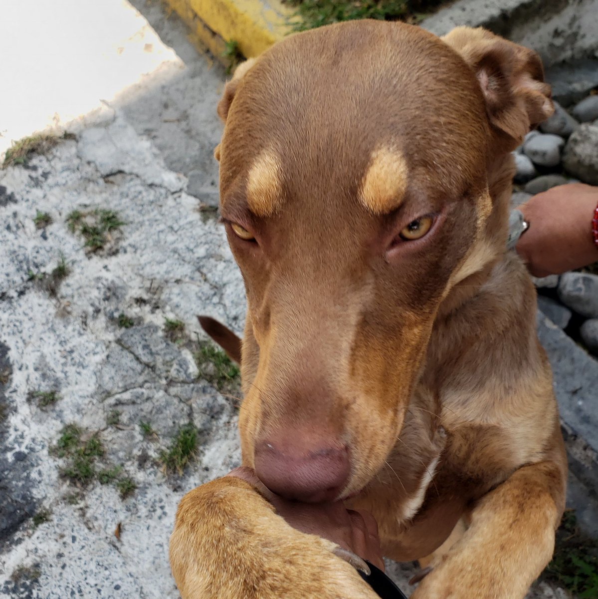 asolorzanoc's tweet photo. 📣 #IMPORTANTE 📣
Ella es #Sasha está en #adopcion es una perrita de 8 meses muy cariñosa y juguetona. ¡Comparte! 
RT ✌🏾 @FundacionToby @MascotaCoyoacan @AdoptaCDMX @EnlaceTAguilas @LeMansVillaVerd @VillaVerdunAO @LomaAguilassur @AguilasUnidos @aguilas https://t.co/RSnazc5WMd