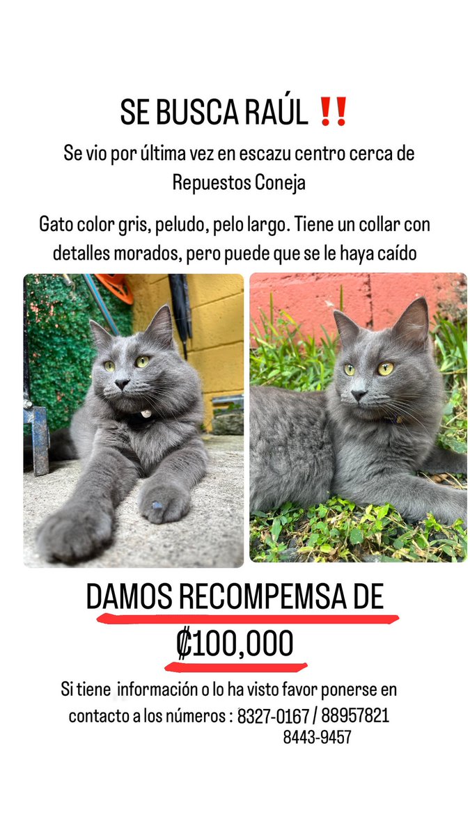 POR FAVOR, AYUDA, estoy que me quiero morir, no se nada de él