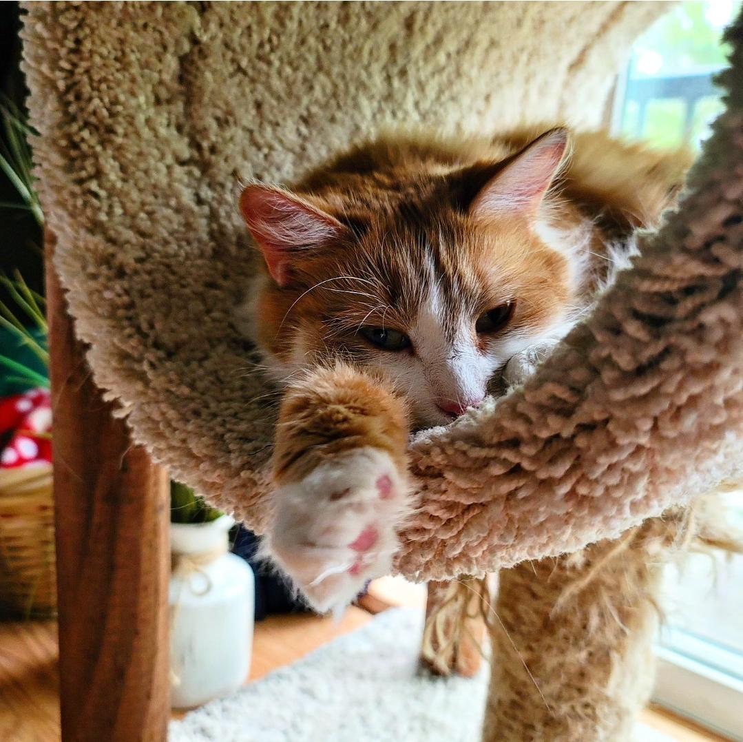 Sophie loves a rainy day nap #CatsOfTwitter #CatsAreFamily #catsofinstagram #Caturday