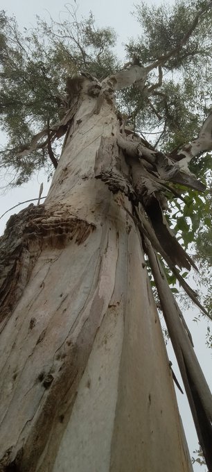 This tree https://t.co/Lmz0FY4mJ4<a href="/tag/sandiego"class="tags"><span>#sandiego</span></a>