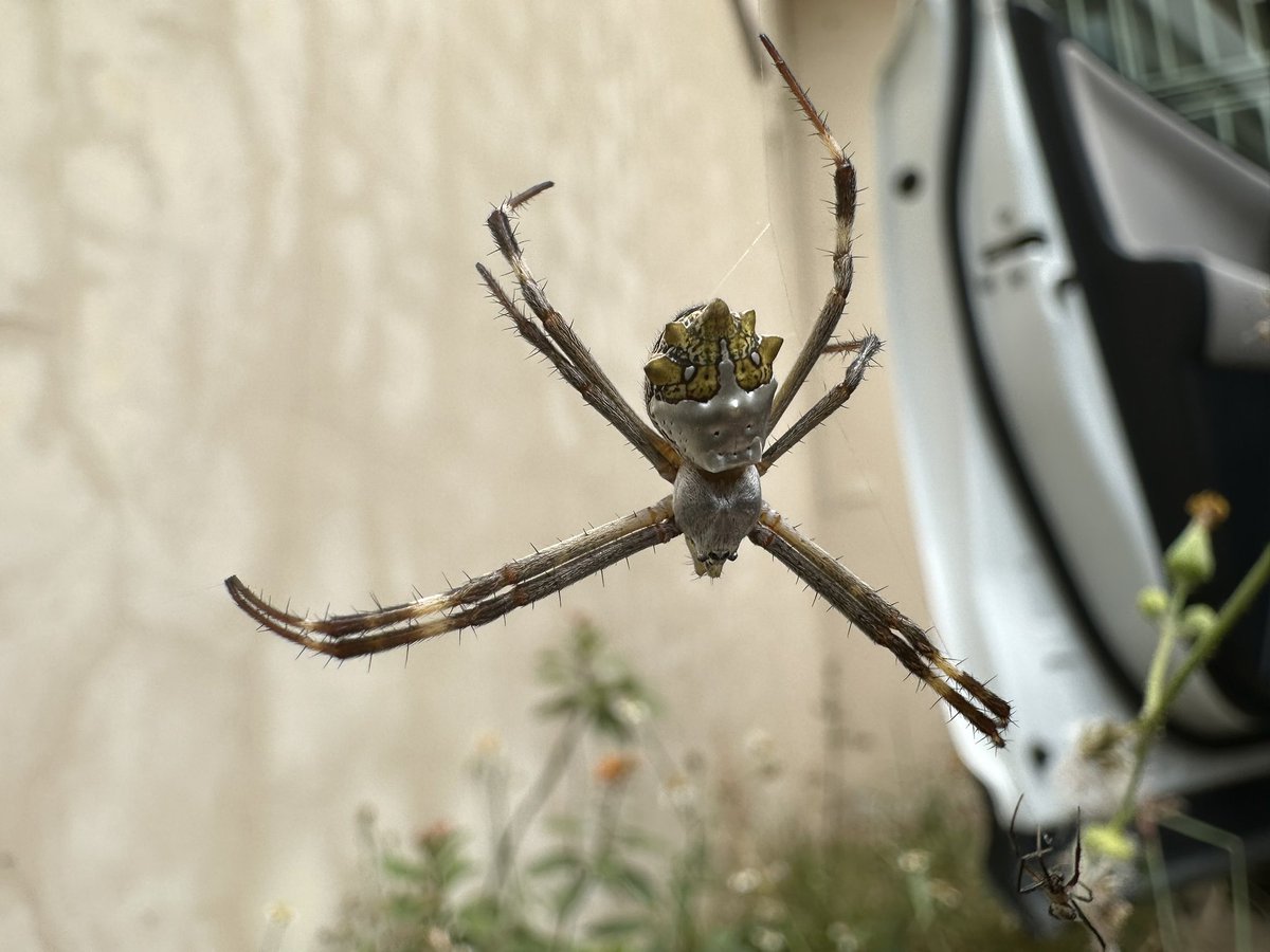 aeniembro's tweet photo. Hola @Arachno_Cosas, me podrías ayudar a identificar a esta araña? https://t.co/uINRRpgBB9