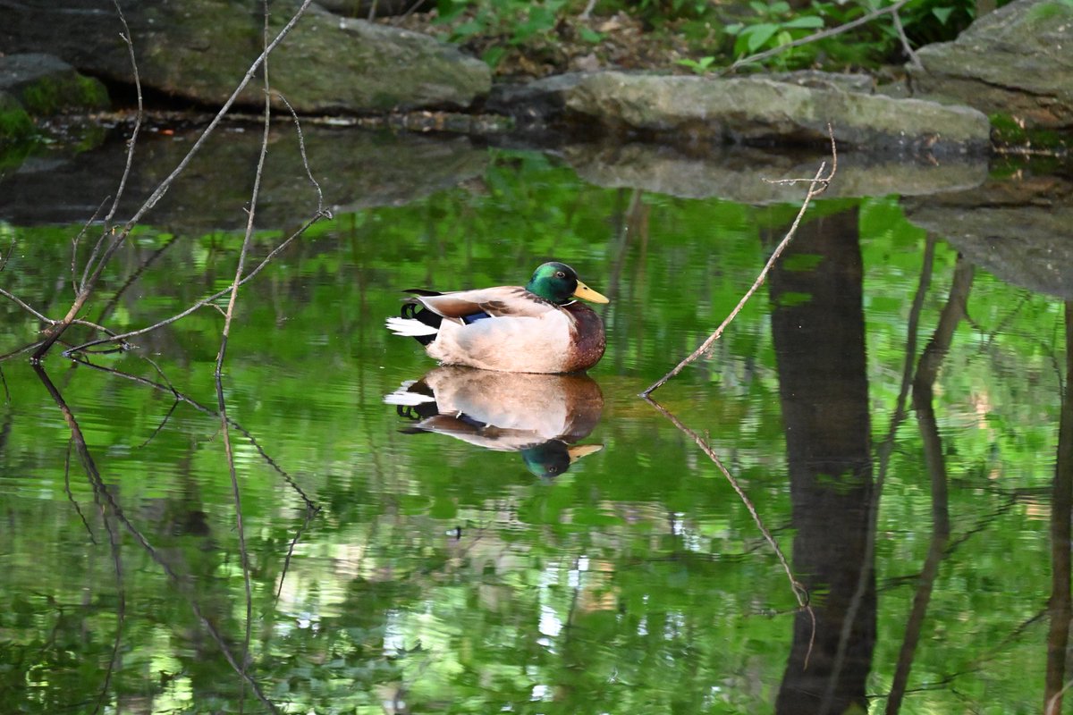 A bright pretty scene to perk up this rainy day. The sun will return tomorrow🌞..#mymorningwalk #nyc #spring #birdwatching ⁦@CentralParkNYC⁩