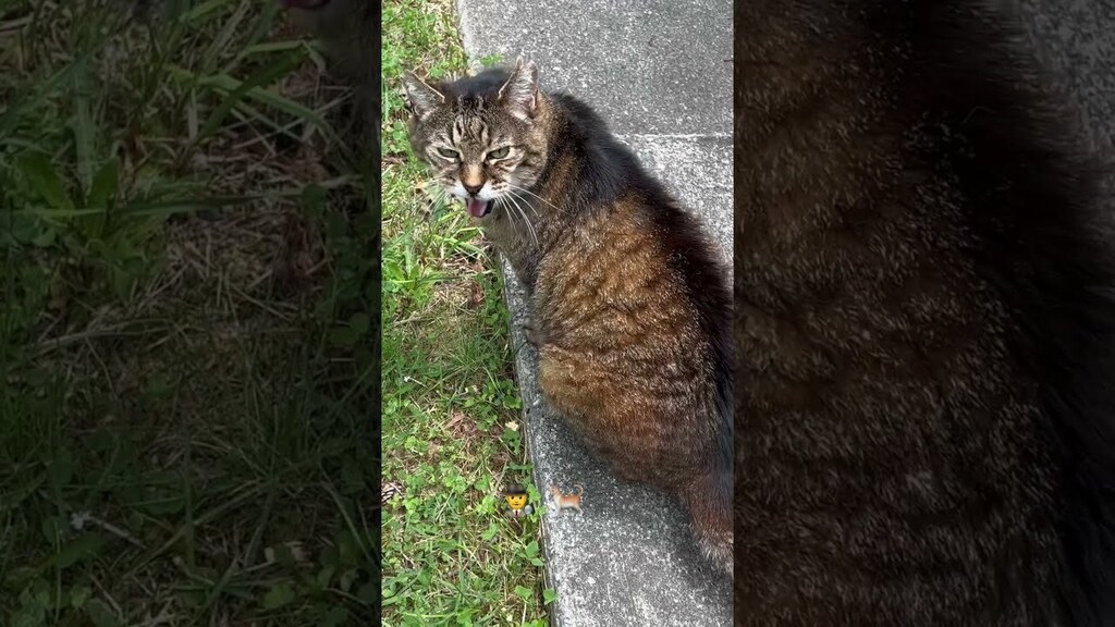 New video by Realzies Cuts: Detective Fuzzilla on the case #fuzzilla #happycats #detective  May 20, 2023 at 01:48PM