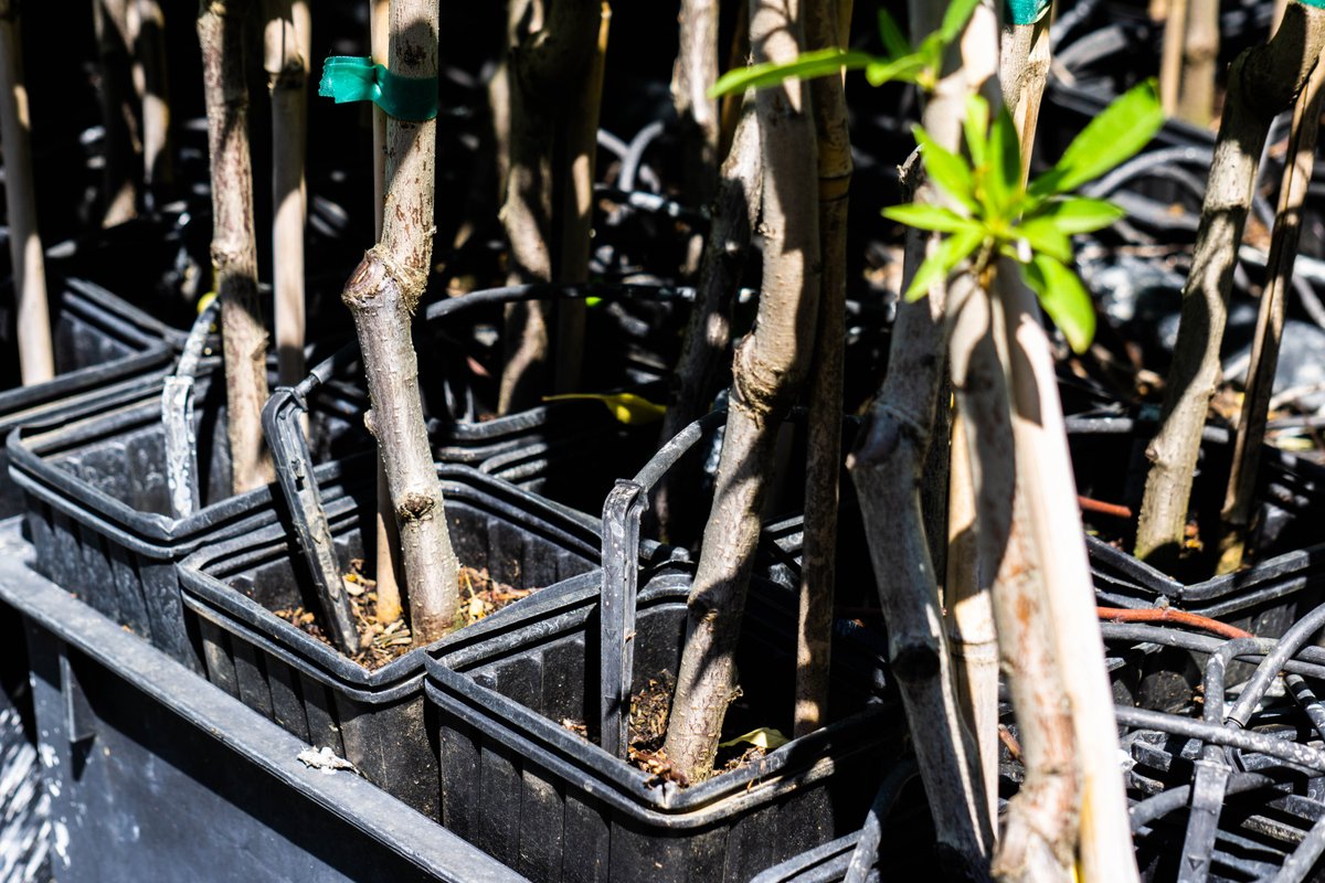 Placer Resource Conservation District tweet media