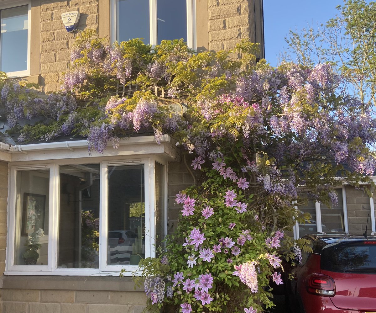 Possibly the best it’s ever been entwined with Nelly Moser. X