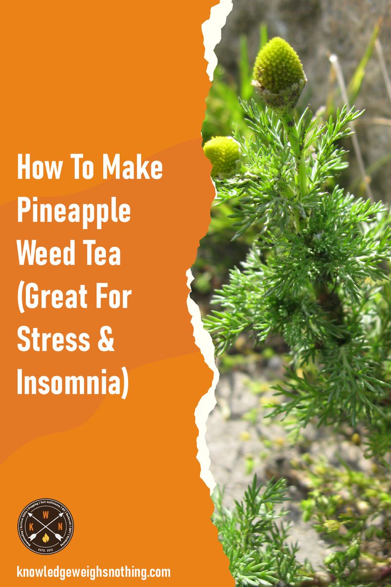 How To Make Pineapple Weed Tea (Great For Stress & Insomnia)
knowledgeweighsnothing.com/how-to-make-pi…

#DIY #Gardening #Homesteading #Survival #Selfsufficiency #Bushcraft 
#SHTF #Emergencypreparedness #Planning #Homeremedy #Recipes