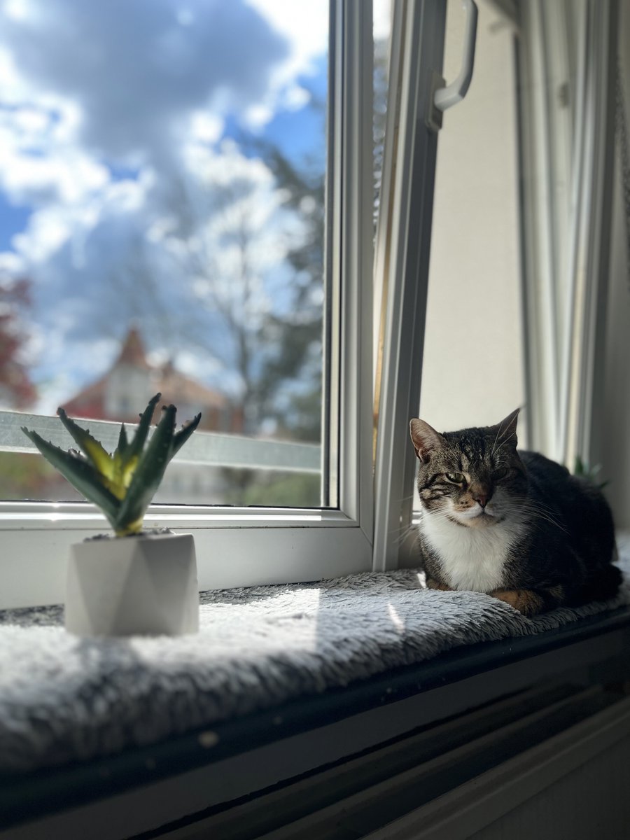 antoseik's tweet photo. CHAT PERDU !
il es pas du tout habituer à dehors, il es très peureux , ce reconnais un peu au nom de cookies. Il peut se trouver dans les alentours de scy-chazelles. Rt apprecies svp https://t.co/j1SmGFLdJr
