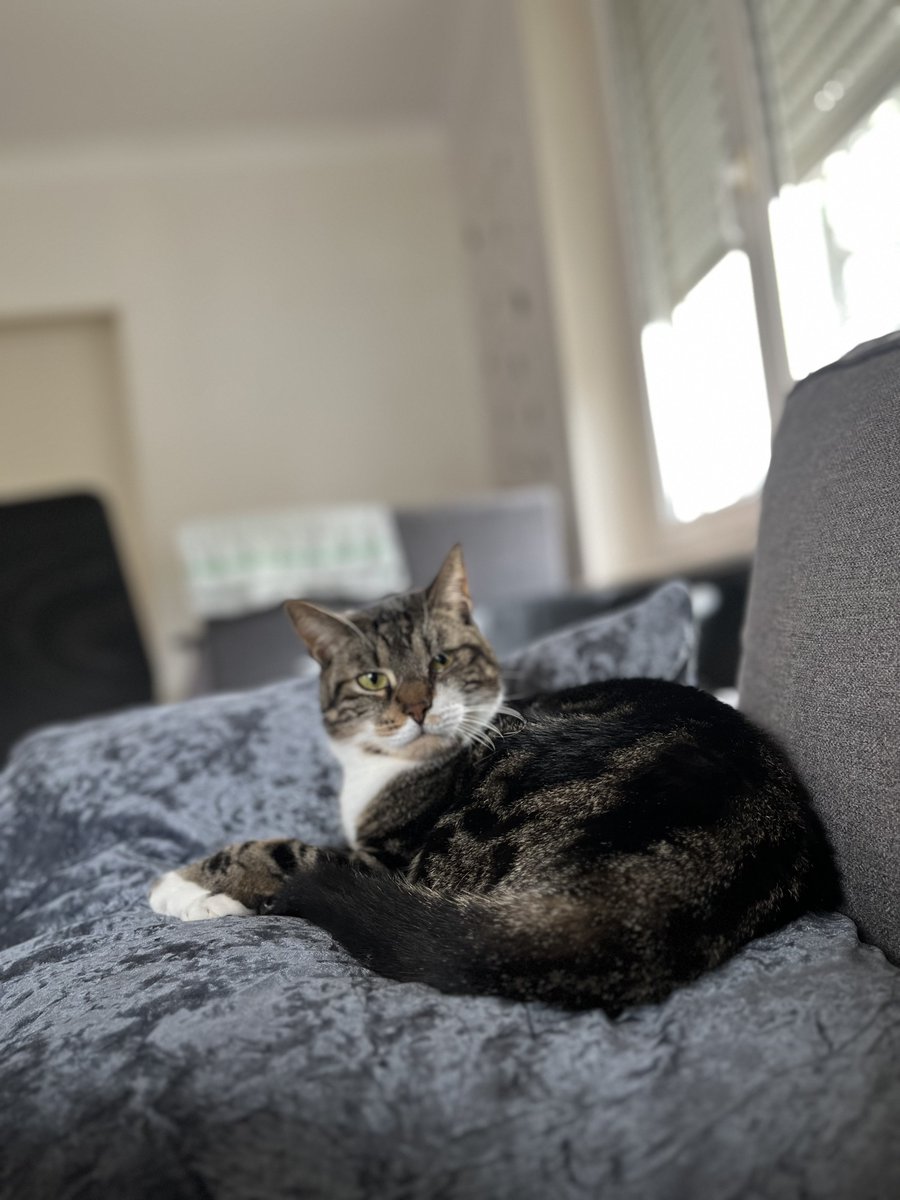 antoseik's tweet photo. CHAT PERDU !
il es pas du tout habituer à dehors, il es très peureux , ce reconnais un peu au nom de cookies. Il peut se trouver dans les alentours de scy-chazelles. Rt apprecies svp https://t.co/j1SmGFLdJr