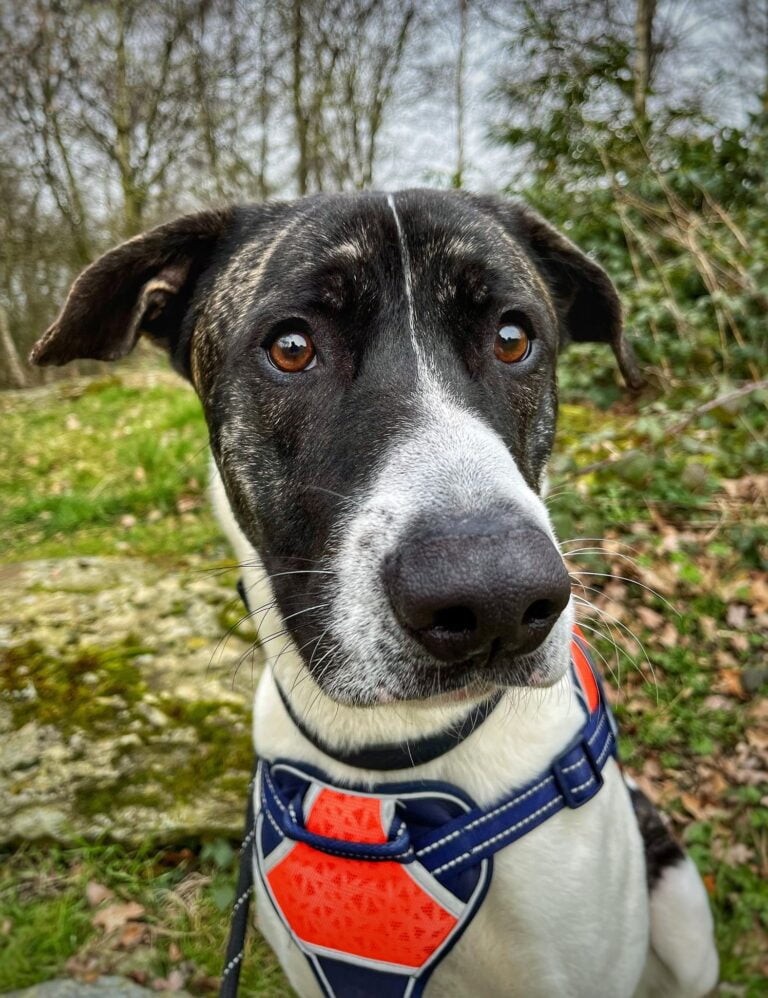 AdoptionsUk's tweet photo. Please retweet to help Marley find a home #MANCHESTER #UK 
Friendly Akita Cross, large breed. He gets on well with other dogs and needs a home that can go on with training, he is good on the lead.
Please contact the shelter for full info
DETAILS  👇 
https://t.co/3NImrYSEOs #dogs https://t.co/aFo2EqbiCL