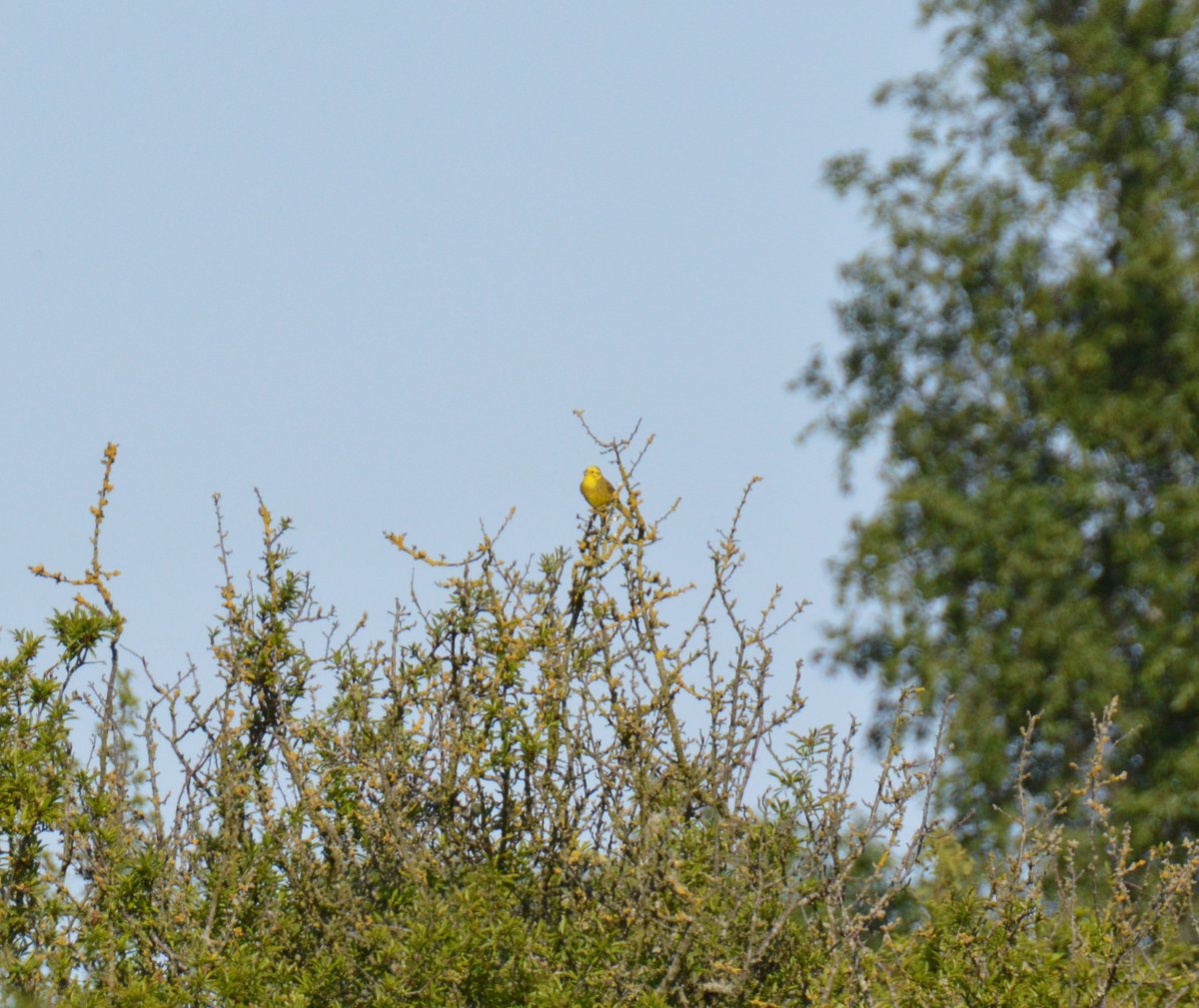 ozric42's tweet photo. Spent a gorgeous afternoon wandering around Wrabness Reserve with @charlottelrs It was a bit quiet at first but we were treated to a close view of a Nightingale hiding in a tree, a couple of  Turtle Doves hiding behind blossom, and a Yellowhammer sitting proudly 😊 #365DaysWild https://t.co/3WqFq7B1JU