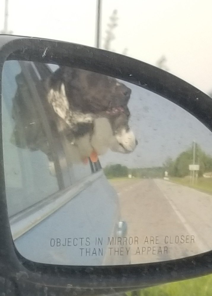 JoeBang6993's tweet photo. My mother sent me this when she picked my dog up.. her dog and mine lol
#GoByeBye
#DogsOnTwitter https://t.co/rVJmfTqWeu