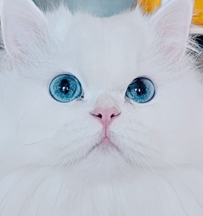 Persian_Bada's tweet photo. 미묘의 교과서 https://t.co/KEZ3YWiLAk