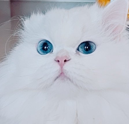 Persian_Bada's tweet photo. 미묘의 교과서 https://t.co/KEZ3YWiLAk
