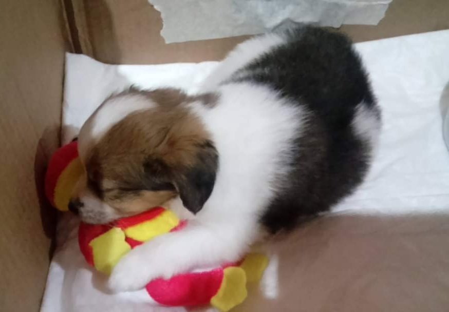 enza_sime's tweet photo. Seven years of us 💚
I still remember how you were shaking when I grabbed you ... so I thought... how can I not make him feel lonely? 💚🐶
#Coccolo #mydog #7years #firstpics https://t.co/7K9xPEc7sw
