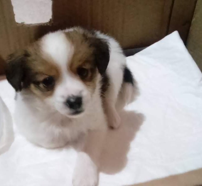 enza_sime's tweet photo. Seven years of us 💚
I still remember how you were shaking when I grabbed you ... so I thought... how can I not make him feel lonely? 💚🐶
#Coccolo #mydog #7years #firstpics https://t.co/7K9xPEc7sw
