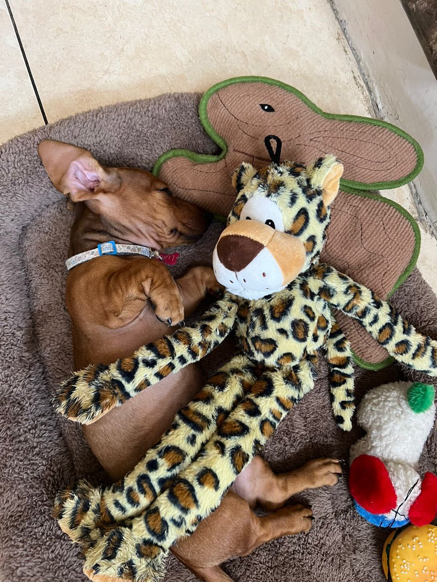 nonoghawi's tweet photo. Mi siesta de fin de semana!!!
Que la descansen todos este fin de semana 🙏🏼🐶
#petlover #doglovers #servifiestascapitolio #defensordelosanimales https://t.co/vqVKSezIIU