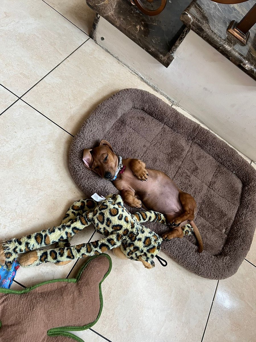 nonoghawi's tweet photo. Mi siesta de fin de semana!!!
Que la descansen todos este fin de semana 🙏🏼🐶
#petlover #doglovers #servifiestascapitolio #defensordelosanimales https://t.co/vqVKSezIIU
