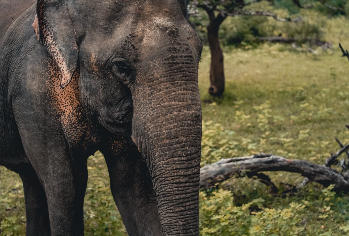 CeylonApex's tweet photo. The Sri Lankan elephant (Elephas maximus maximus) is native to Sri Lanka and one of three recognized subspecies of the Asian elephant. It is the type subspecies of the Asian elephant and was first described by Carl Linnaeus under the binomial Elephas maximus in 1758. 🐘🐘🐘 https://t.co/94ZIpYdWeF