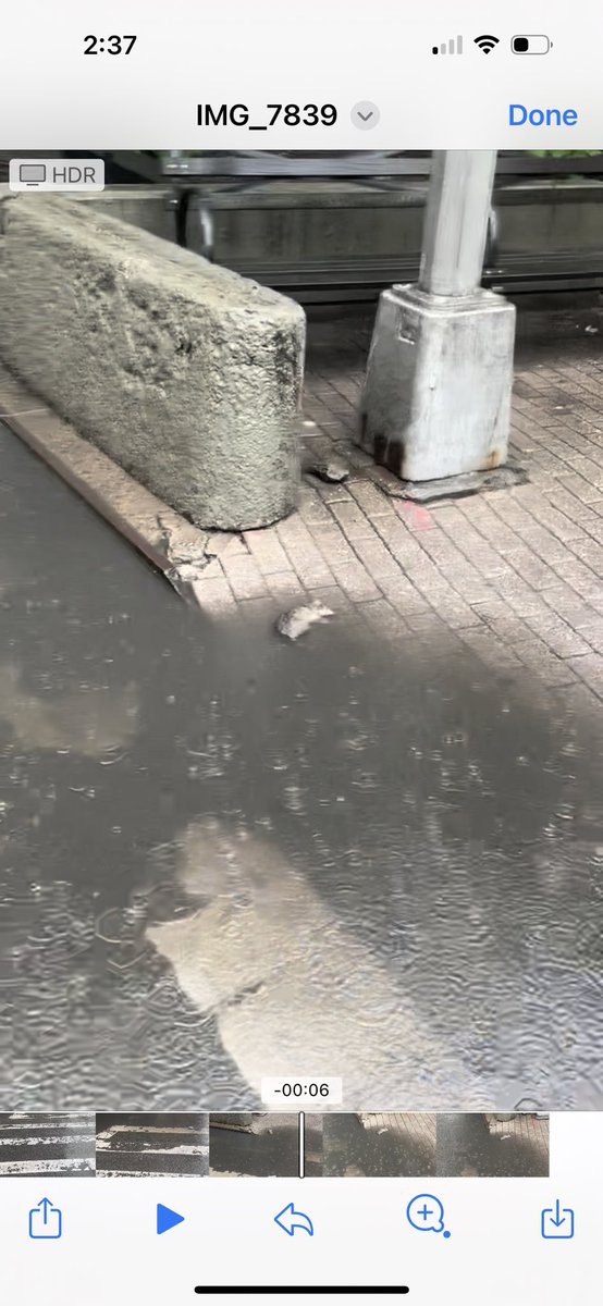 melyp333's tweet photo. Urgent need to remove the dead rat on south side of 77th and Broadway. It’s sitting in infested rainwater and is a danger to humans and dogs. It’s been there since 7am! @NYCSanitation @NYCMayorsOffice @nyc311 @MarkLevineNYC @GaleBrewerNYC https://t.co/9d632CFKjO