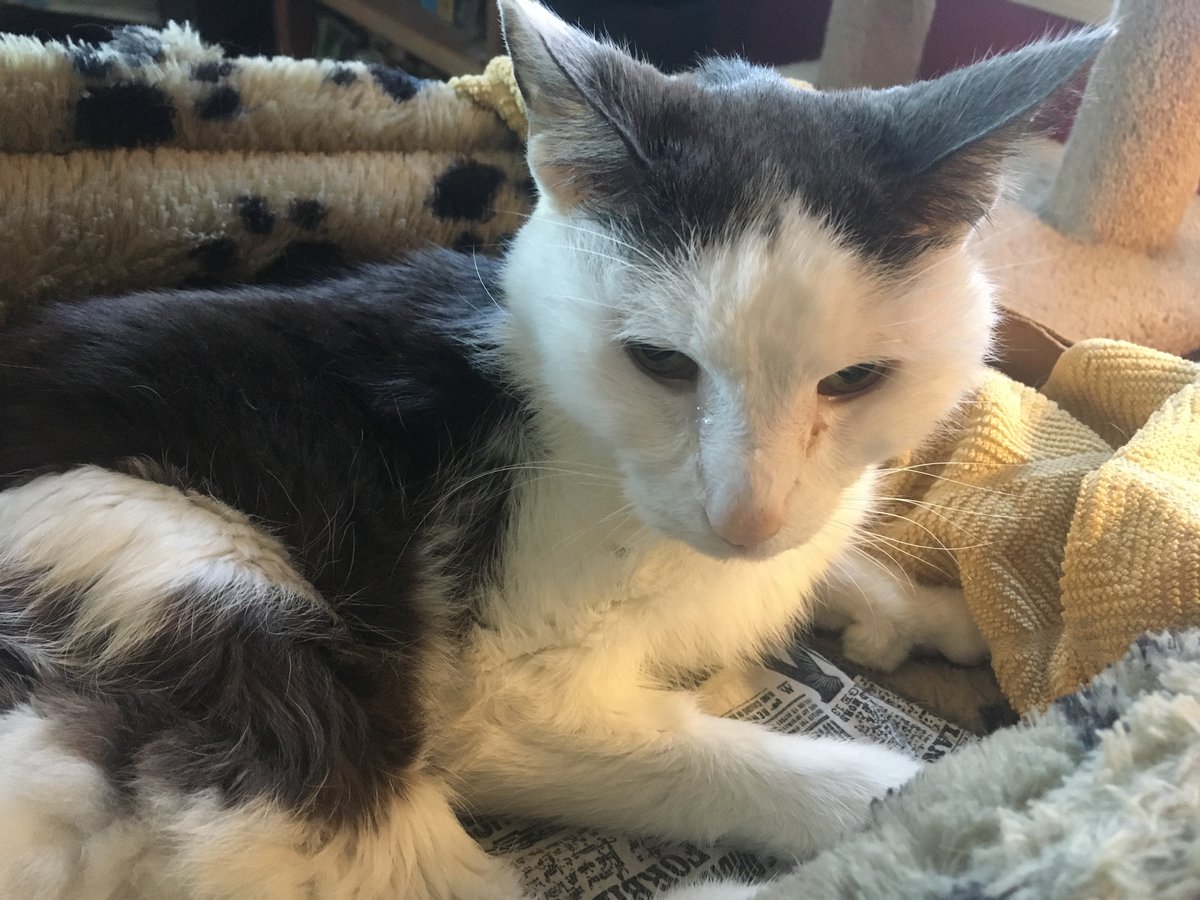 The Doctor from Alexandria Animal Hospital called to talk to Mom &amp; Dad about the test results from my Vet visit yesterday and now there both crying.  I’m scared, very scared.

#Caturday #CatsOfTwitter