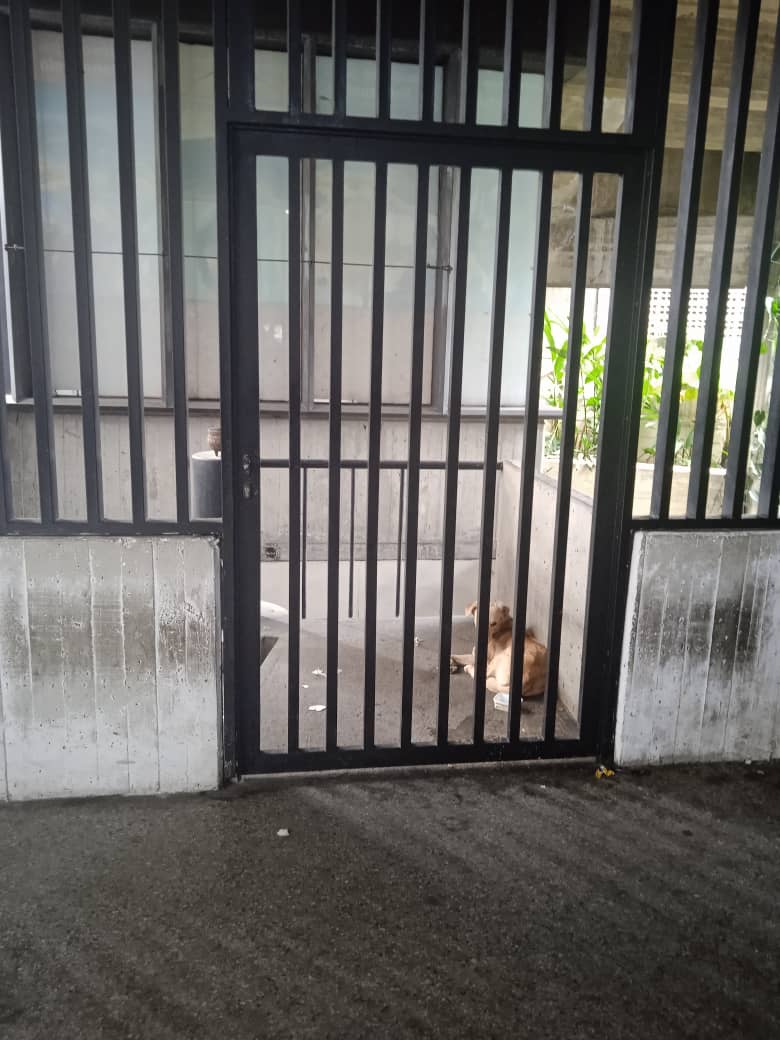 Urgente caso de 3ros. Este angelito esta en parque central al lado de la biblioteca del Museo de Arte contemporáneo Armando Reveron. Encerrado desde hace 2 semanas y con una herida abierta cerca de la pata trasera izquierda. La persona que lo tiene no lo alimenta ni deja que lo