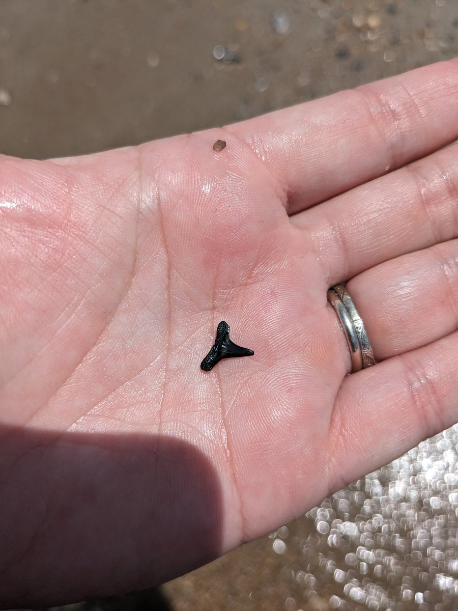 Beautiful day at the fort, found a tooth with a very interesting root, and one of the teeth bit me as I rescued it from the waves. @WriterOdell had some giggles about that in the message I sent them. Not a bad haul today. #sharksteeth #fernandinabeach