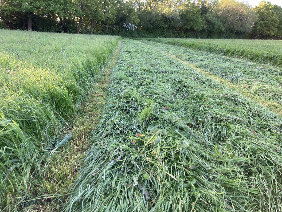 Making a start on silage 2023. Standard grass measuring with the dog!