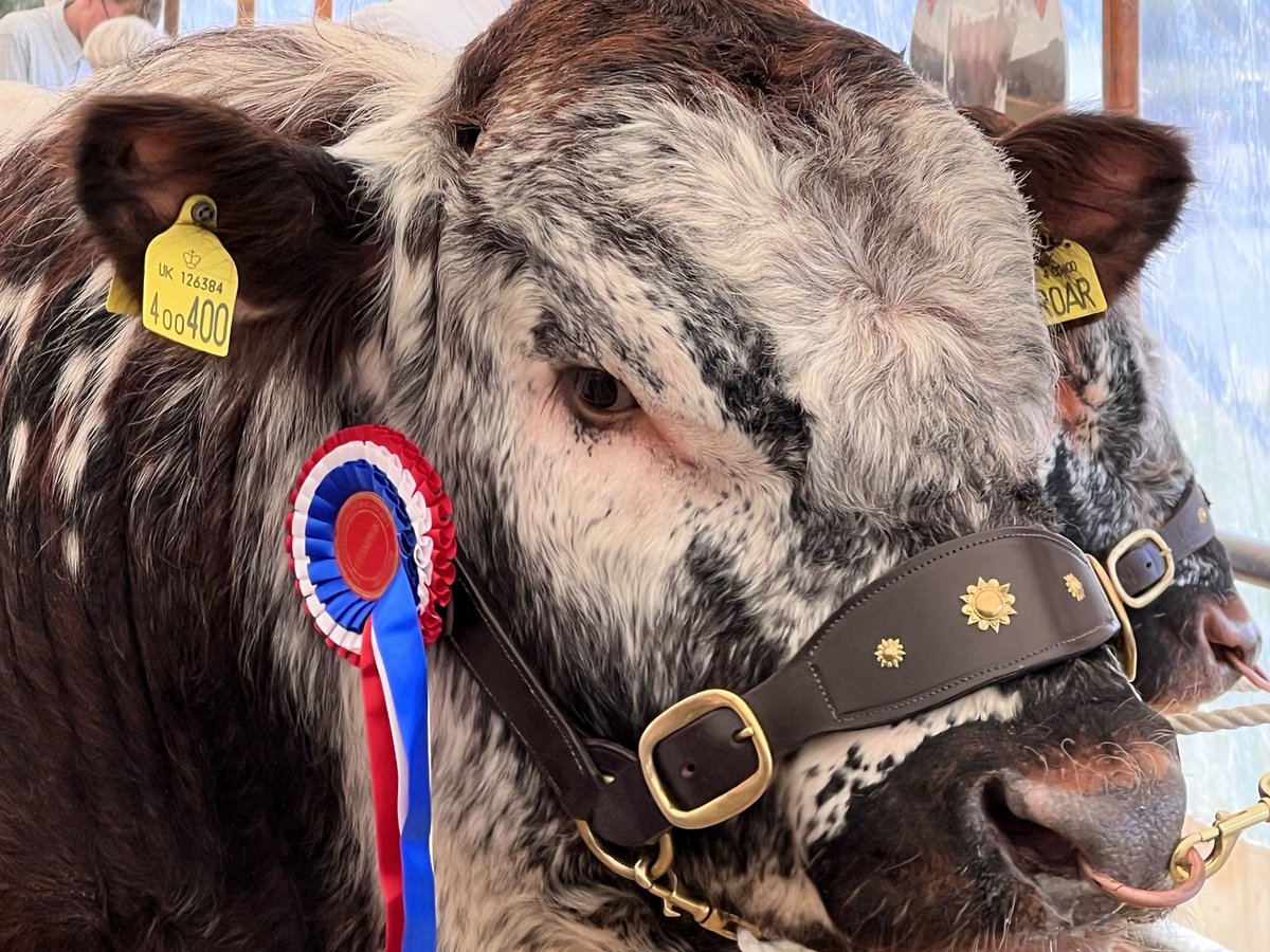 stewieandmilou's tweet photo. Amazing day at #OtleyShow today 😻❤️☀️🐮🐑 https://t.co/jwDO7IOrK6