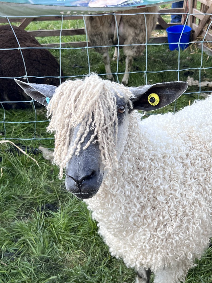 stewieandmilou's tweet photo. Amazing day at #OtleyShow today 😻❤️☀️🐮🐑 https://t.co/jwDO7IOrK6