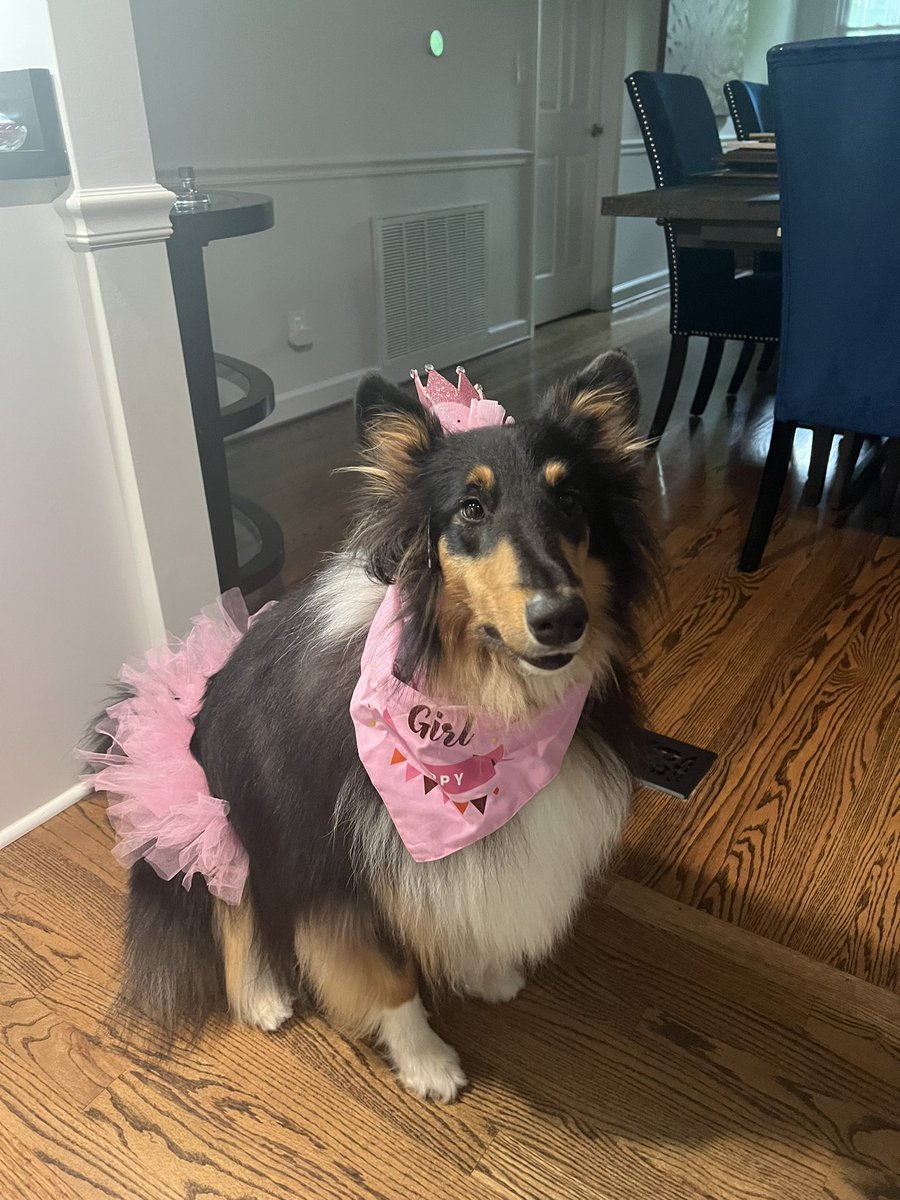 Dogs for NephMadness tweet media