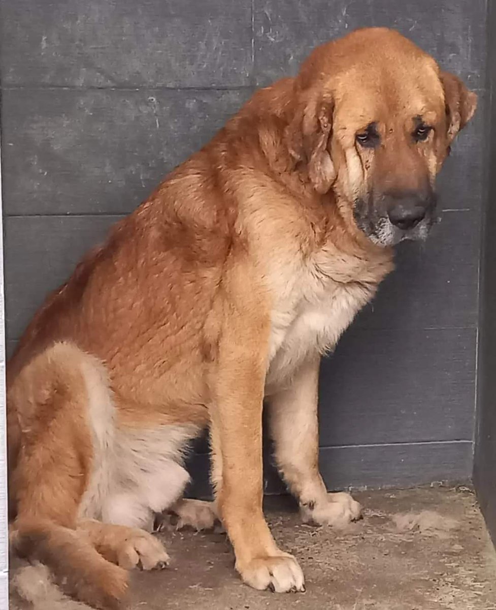 SilviaMylo's tweet photo. El dolor intenso, el miedo, la forma brusca de atraparlo, su tristeza, están descritos en esta terrible imagen, rompe el corazón💔
Es un cruce de mastín y es grande, tan grande como su desolación 😢
Una perrera de Orense 
620 639450
O asociación Agallas https://t.co/WwX0UwaVtt